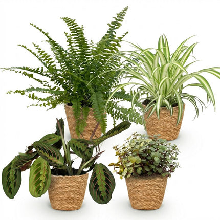 Maceta para plantas - Chlorophytum - Maranta - Callisia - Nephrolepsis - con cesta - ↕25cm - Ø12cm - 4x
