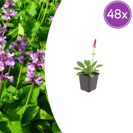 Stachys monieri 'Hummelo' - Betonie - ↕10-25cm - Ø9cm - 48x