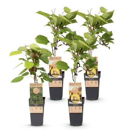 Green boutiQ - Planta frutal - Actinidia Weiki y kiwi dorado - Planta de kiwi - 1 macho - 3 hembras - Plantas - Amarillo - Maceta de 15 cm - Altura 50 cm