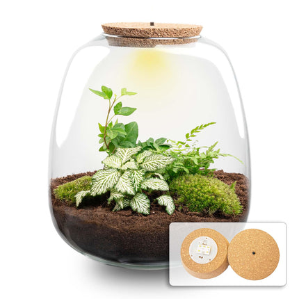 Plant terrarium - Emma - DIY kit - ↕25cm - Ø23cm