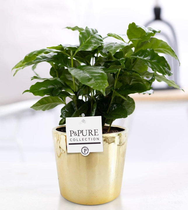 Coffea Arabica en cerámica P&PURE Laryssa, color oro brillante - ↕20cm - Ø12cm