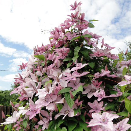 Clematis Hagley Hybrid – Clematis – Rosa Blüte – ↕40 cm – Ø11 cm – 2 Stück