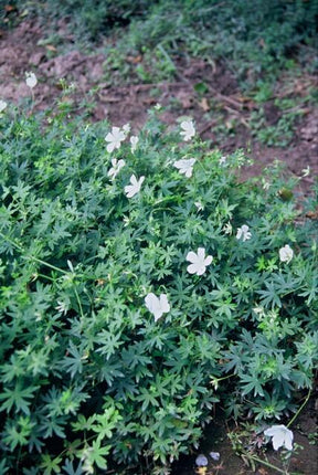 Geranium sanguineum 'Álbum' - ↕10-25cm - Ø9cm - 24x