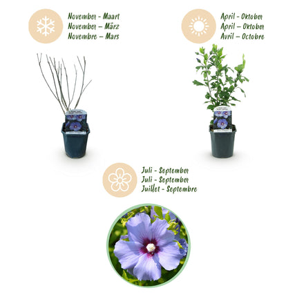 Hibiscus syriacus Oiseau Blue - Tuin Hibiscus - Blauw - ↕45cm - Ø17cm - 3x