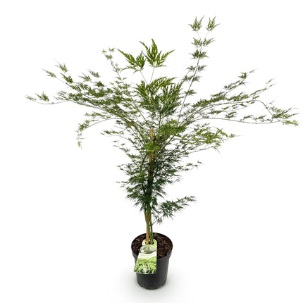 Acer palmatum Emerald Lace - Japanse Esdoorn - Groen - ↕90cm - Ø26cm