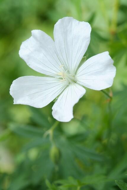 Geranium sanguineum 'Album' - ↕10-25cm - Ø9cm - 60x