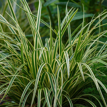 Carex morrowii Ice Dance - Junco - Blanco y verde - ↕50cm - Ø17cm - 4x