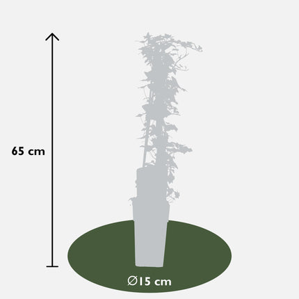 Hedera Helix - Ivy - ↕65cm - Ø15cm - 4x