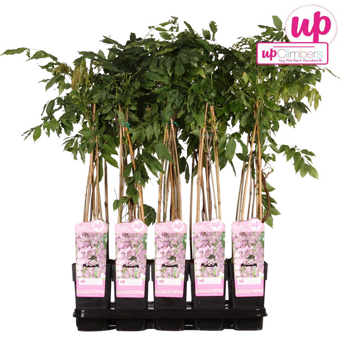 Wisteria floribunda 'Rosea' - Roze regen - ↕65cm - Ø15cm