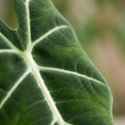 Alocasia Frydek - Orecchio d'elefante - con vaso bianco - ↕60cm - Ø19cm