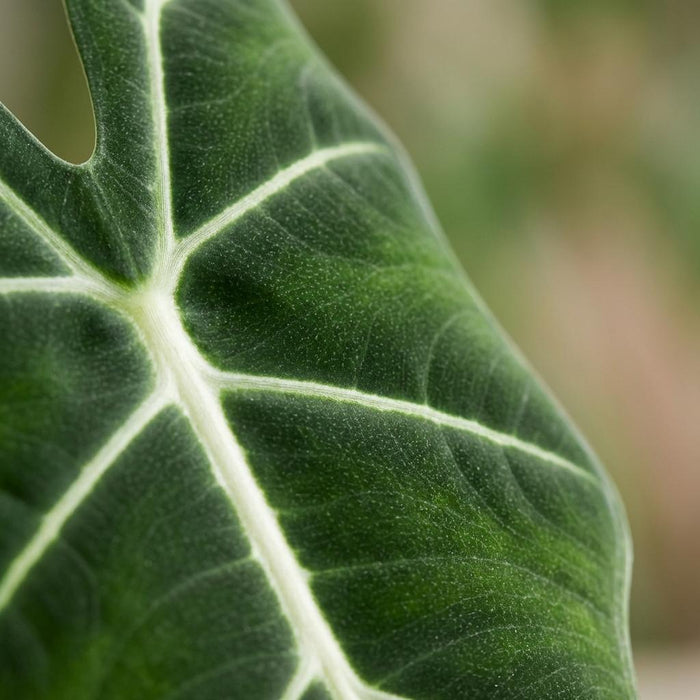 Alocasia Frydek - Olifantsoor - met witte pot - ↕60cm - Ø19cm