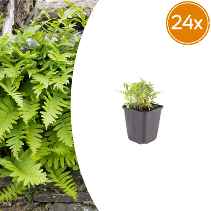 Polypodium vulgare - Helecho de roble - ↕10-25cm - Ø9cm - 24x