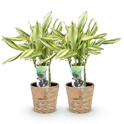 Dracaena fragrans Diamond Dream - Arbre Sang-Dragon - ↕50-55cm - Ø17cm - 2x