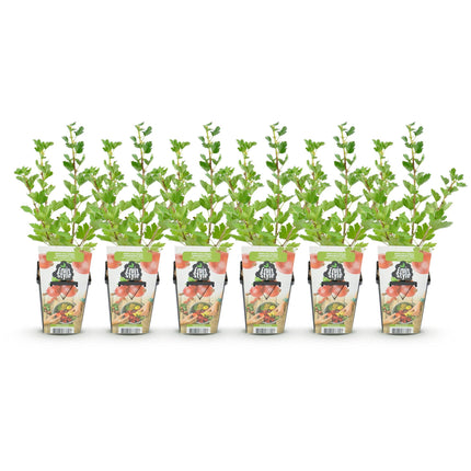 Ribes uva-crispa Hinnonmaki Rod - Resistente - 6 Piante - Vaso da 9 cm - Ribes rosso