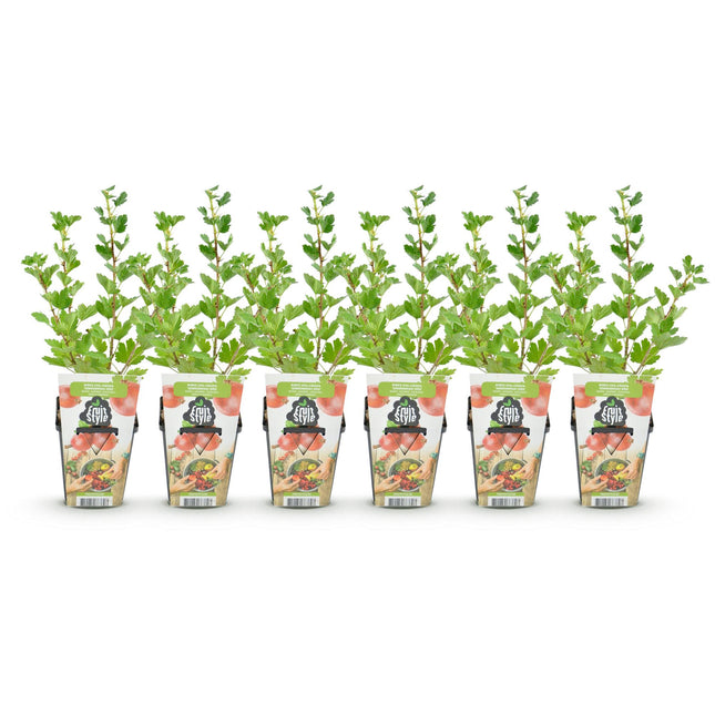 Gooseberry - Ribes uva-crispa Hinnonmaki Rod - Hardy - 6 Plants - 9 cm Pot - Red Currant