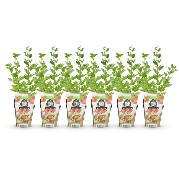 Groseille à maquereau - Ribes uva-crispa Hinnonmaki Rod - Rustique - 6 plants - Pot de 9 cm - Groseille rouge