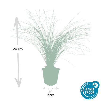Stipa Tenuissima 'Ponytails' - Hierba de plumas - ↕10-25cm - Ø9cm - 24x