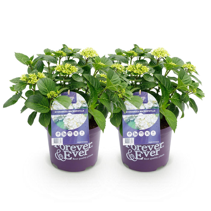 Terrasplant - Hortensia - Hydrangea Forever & Ever - Wit - 7-12 Bloemen - 2 Planten - Pot 23cm Hoogte 55cm