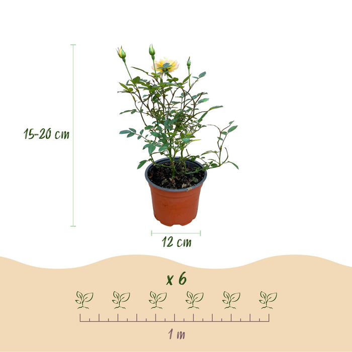 Rosa Tricolor Fairy - Roos - Geel-Roze - ↕20-30cm - Ø12cm