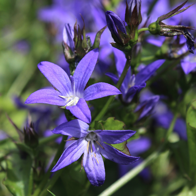 Campanula poscharskyana - Kruipend klokje - ↕10-25cm - Ø9cm - 12x