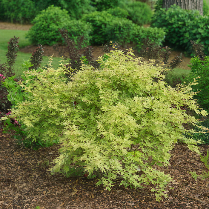 Acer palmatum Methamorphosa - Japanse Esdoorn - Groen, Oranje - ↕90cm - Ø26cm