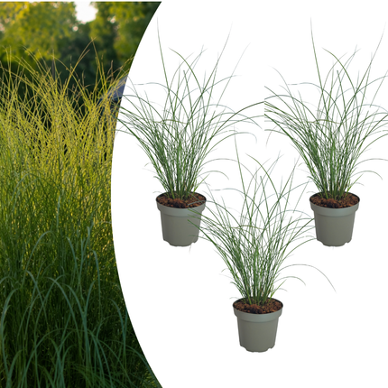 Miscanthus Sinensis ‘Gracillimus’ – Chinees Prachtriet - Ø12cm - 3x
