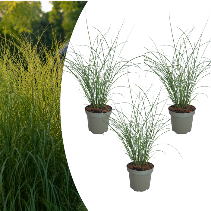 Miscanthus Sinensis ‘Gracillimus’ – Chinees Prachtriet - Ø12cm - 3x