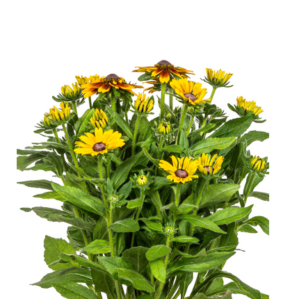 Rudbeckia Summerina - ↕45-60cm - Ø19cm