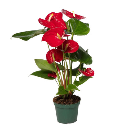 Anthurium Rød - ↕40cm - Ø12cm