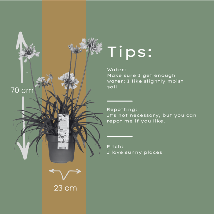Agapanthus 'Everwhite' - Afrikaanse Lelie - ↕70cm - Ø23cm