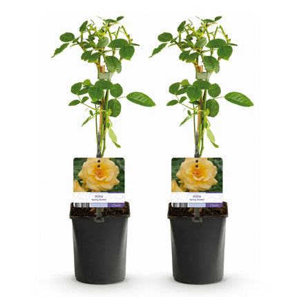 Rosa trepadora - Rosa Spring Queen - Flor amarilla - Bajo mantenimiento - 2 plantas - Maceta de 11 cm de altura, 40 cm de altura