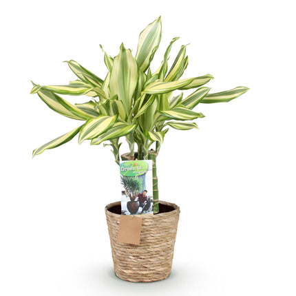 Dracaena fragrans Diamond Dream - Arbre dragon - avec panier - Pot de 17 cm - Hauteur 50-55 cm