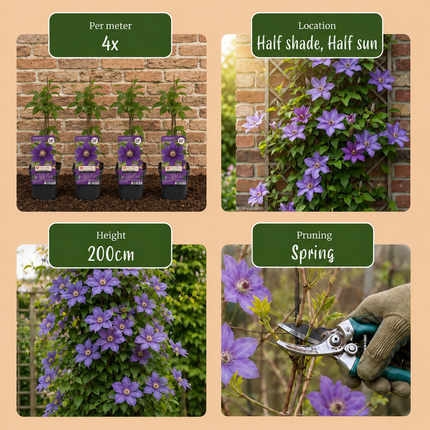 Clematis Justa - Bosrank 4x - Licht Blauw - Klimplant - Ø9cm - ↕35cm
