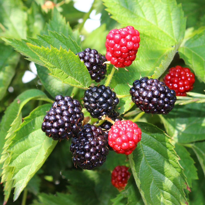 Fruitplant - Braam - Rubus Thornfree Evergreen - Zwarte Braam - Doornloos - 2 planten -  Pot 11cm Hoogte 40cm