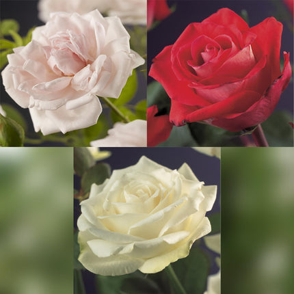 Klatrerose - Rosa Tricolour - Blomster Pink Hvid Rød - Let vedligeholdelse - 3 planter - Potte 11 cm Højde 40 cm