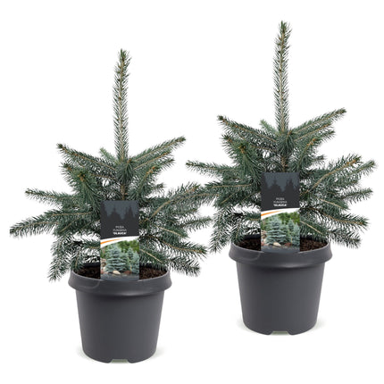 2x Picea pungens Glauca - Blauwe spar - Blauw - Kerstboom - Ø23cm - ↕60cm