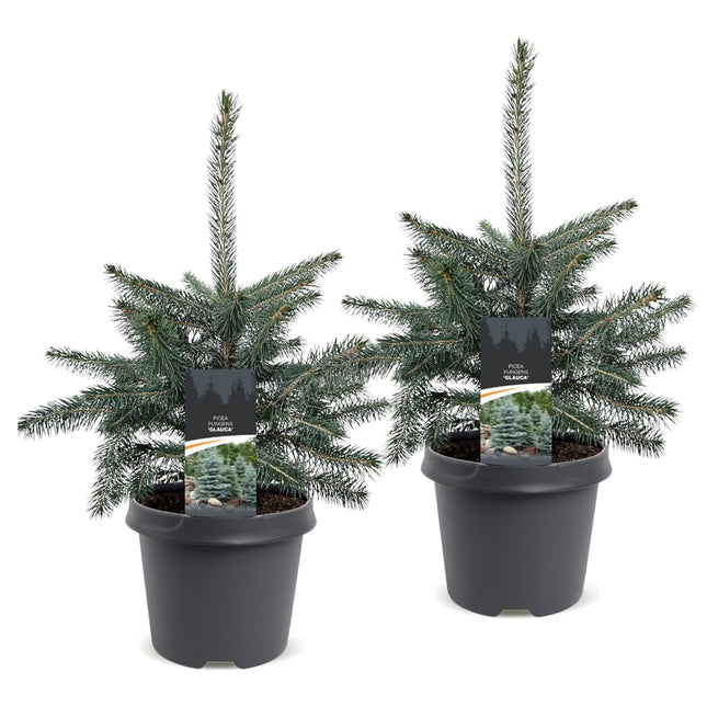 2x Picea pungens Glauca - Blauwe spar - Blauw - Kerstboom - Ø23cm - ↕60cm