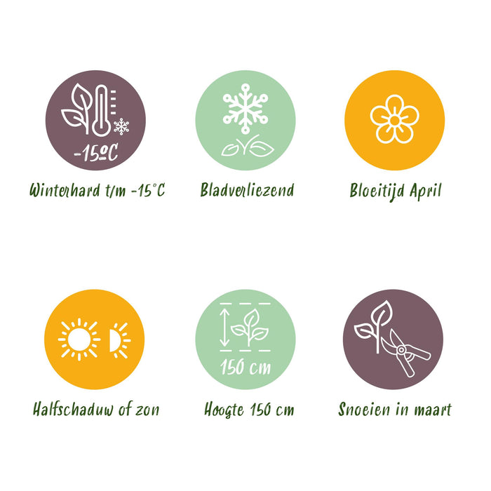 Magnolia Susan - Terras Plant - Bladverliezend - Winterhard - Roze Bloem - Pot 19cm Hoogte 90cm