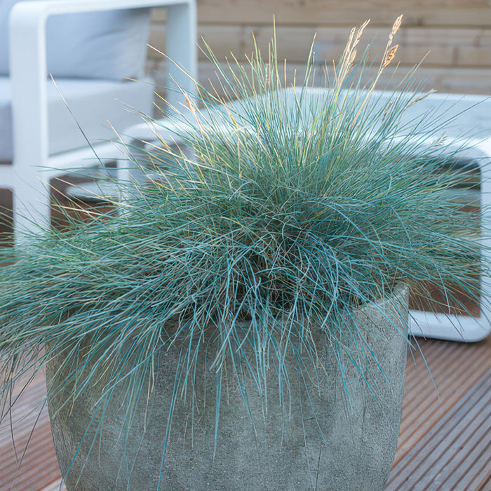 Festuca glauca 'Elijah Bleu' - Blauw Schapengras - ↕10-25cm - Ø9cm - 60x
