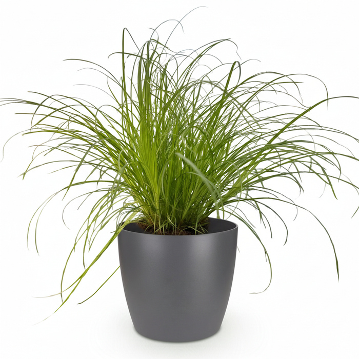 Cyperus alternifolius Zumula - Kattengras - met grijze plantenpot - ↕20cm - Ø12cm