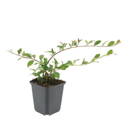 Cotoneaster dammeri - Dwergmispel - ↕10-25cm - Ø9cm - 48x