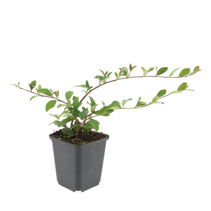 Cotoneaster dammeri - ↕10-25cm - Ø9cm - 48x