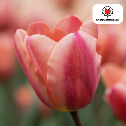 Bulbes de tulipes Apricot Foxx – Lot de 20 | KH Bloembollen® | Tulipe rose saumon – Élégante et à grandes fleurs – Pour jardin ou pot – Calibre 11/12 – Directement du producteur