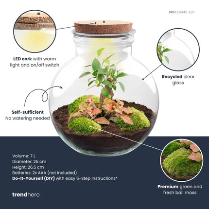 DIY Plant Terrarium (with light) - Teddy Bonsai - Ø25cm - ↕26.5cm - With LED cork