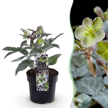 Lenzrose (Helleborus sternii 'Silver Dollar') – Grüne Blüte – 1 Pflanze – Immergrün – Topf: 14 cm, Höhe: 35 cm