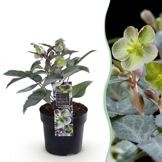 Fastelavnsrose - Helleborus sternii Silver Dollar - Grøn blomst - ↕35cm - Ø14cm