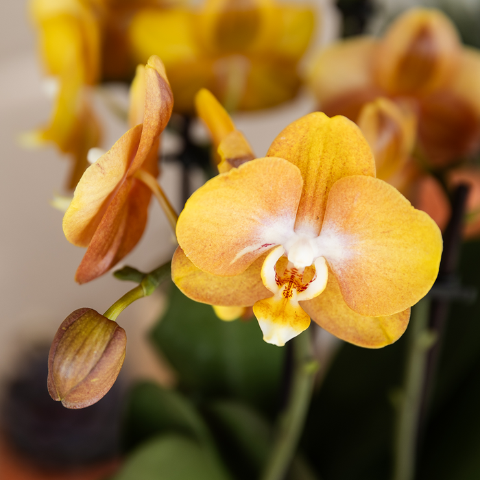 Kolibri Orchids | Las Vegas orchidee oranje/geel + Poppy Peach sierpot – potmaat Ø12cm | bloeiende kamerplant – vers van de kweker
