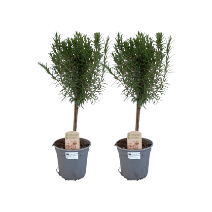 Rosmarino su stelo - Rosmarinus officinalis - ↕45cm - Ø14cm - 2x