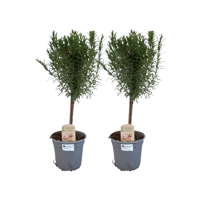 Rosmarin på stilk - Rosmarinus officinalis - ↕45cm - Ø14cm - 2x