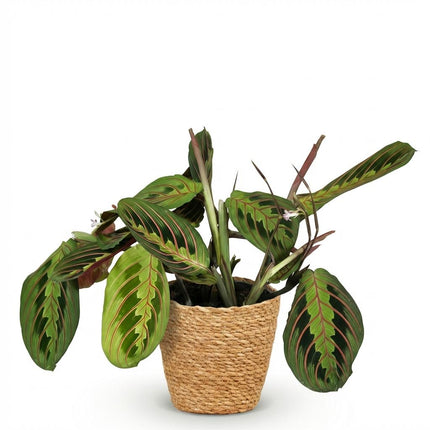 Maranta Fascinator Tricolour - Gebedsplant - met Mand - ↕25cm - Ø12cm